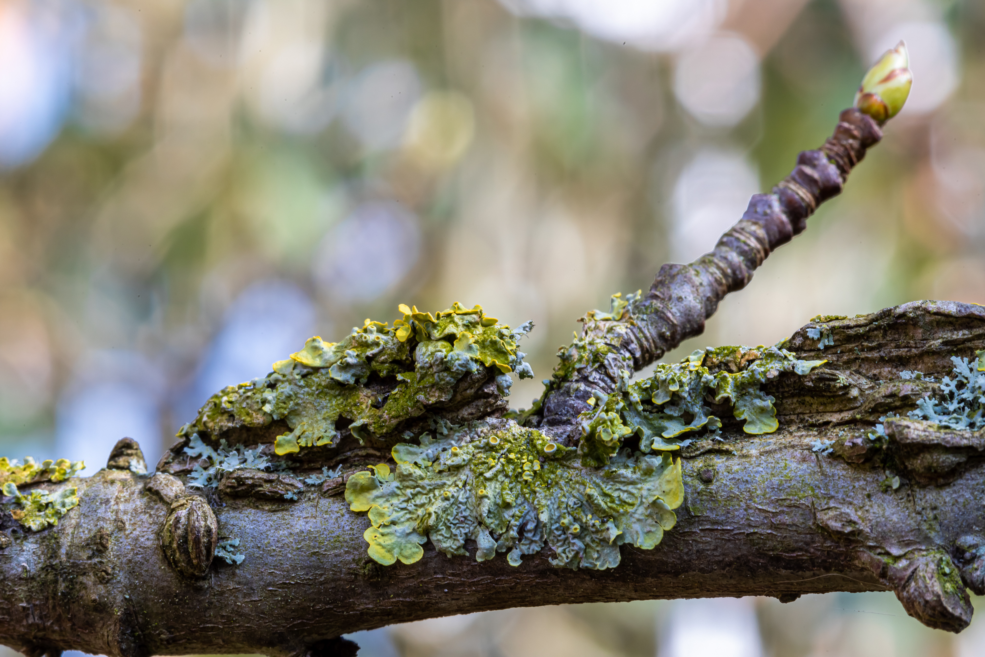 Korstmos op de Amberboom