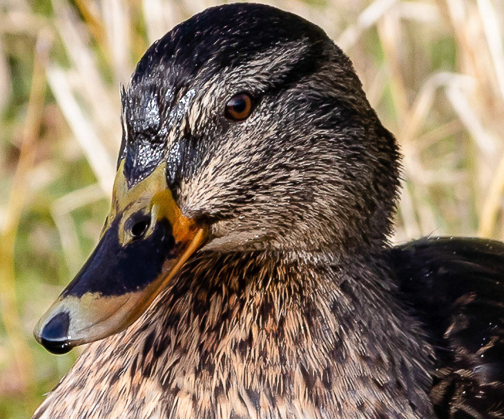 Westerpark, Zoetermeer
