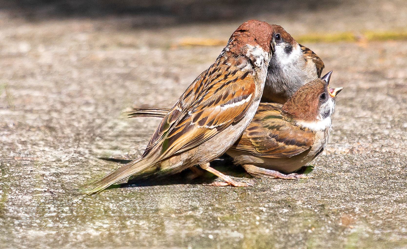 Moeder Ringmus voedt haar keuters