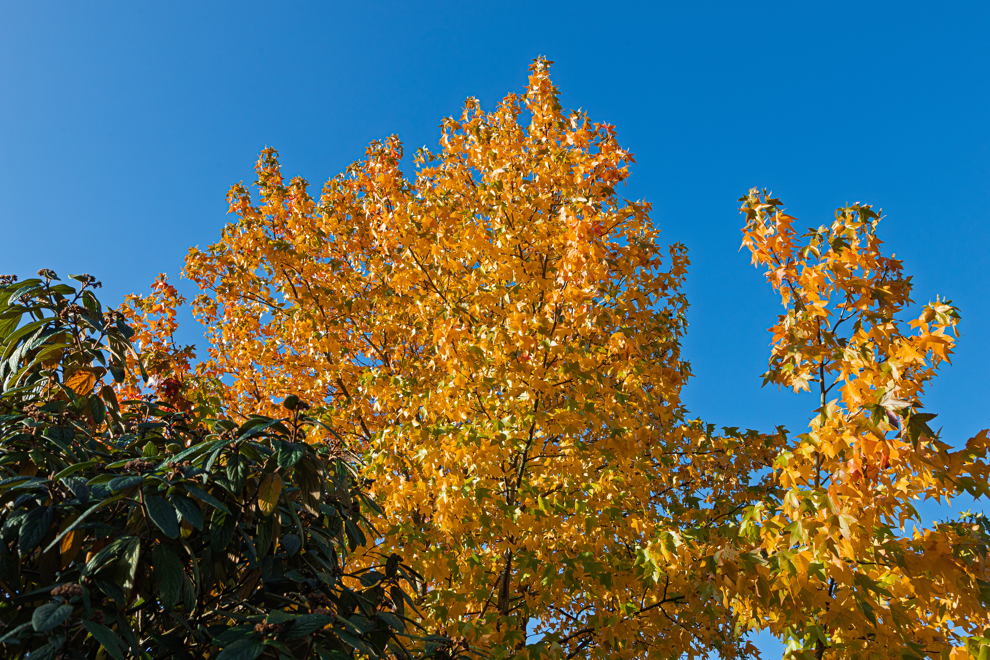 Amberboom in herfstkleuren
