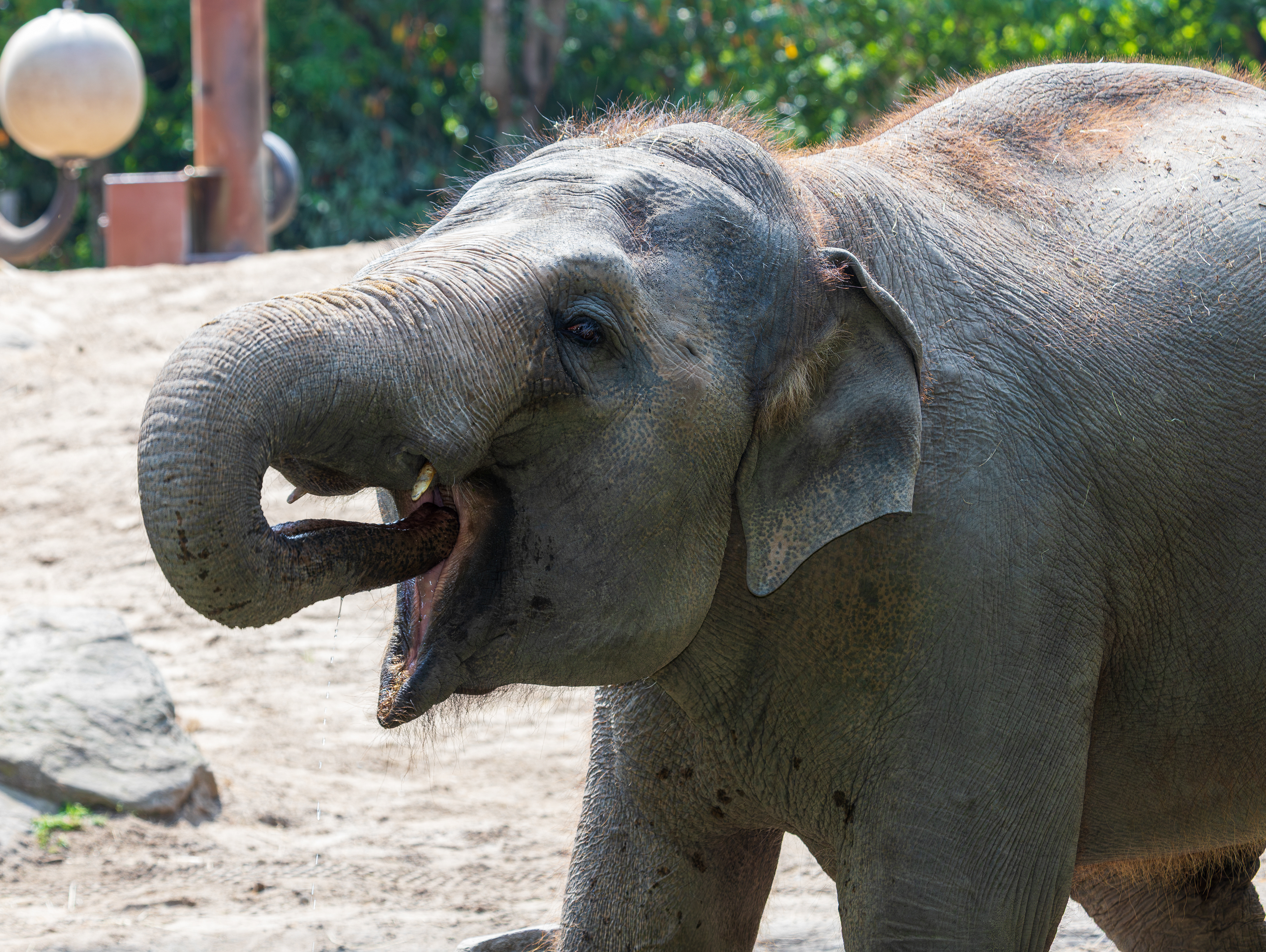 Aziatische olifant Diergaarde Blijdorp