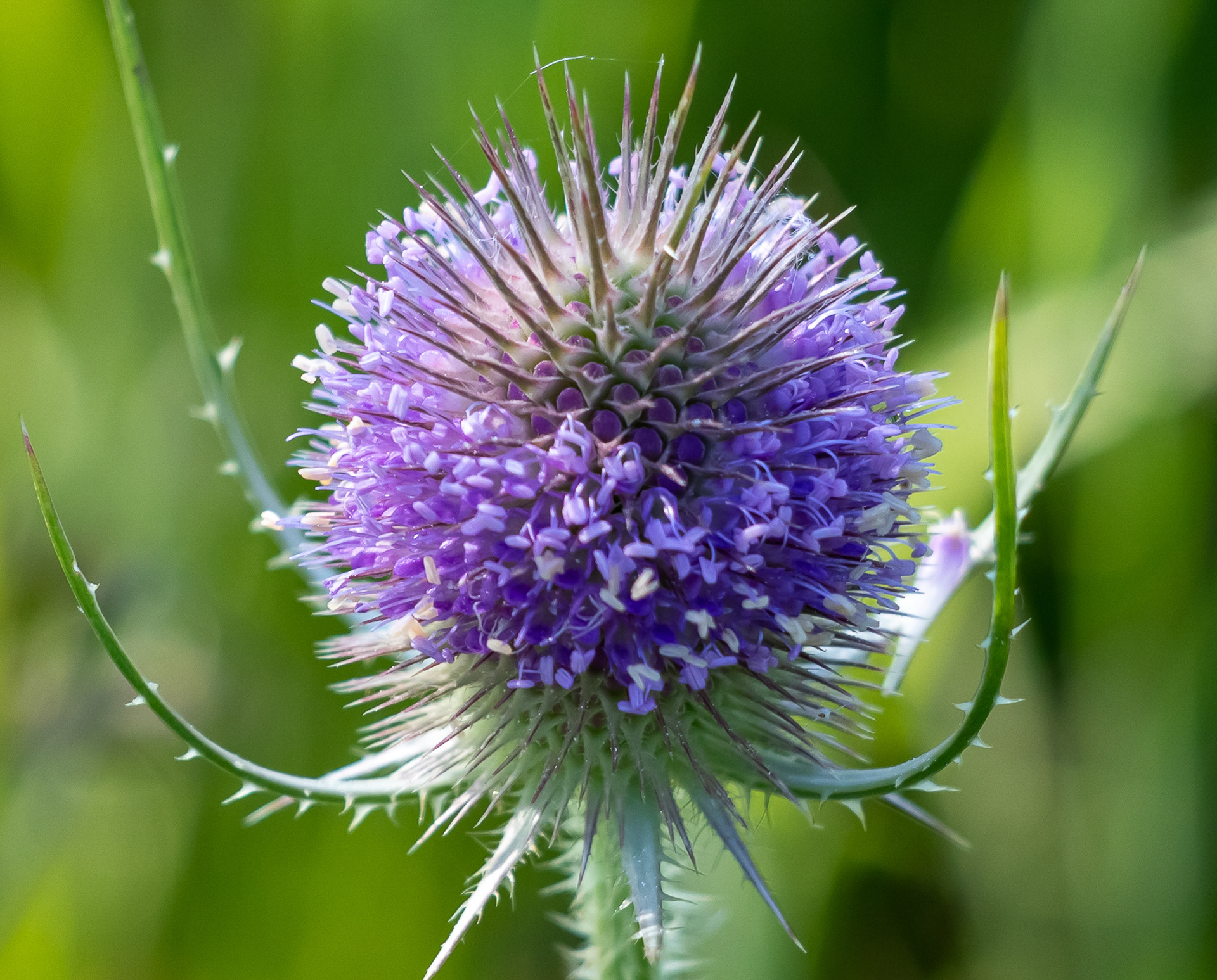 Grote Kaardebol   Bentwoud