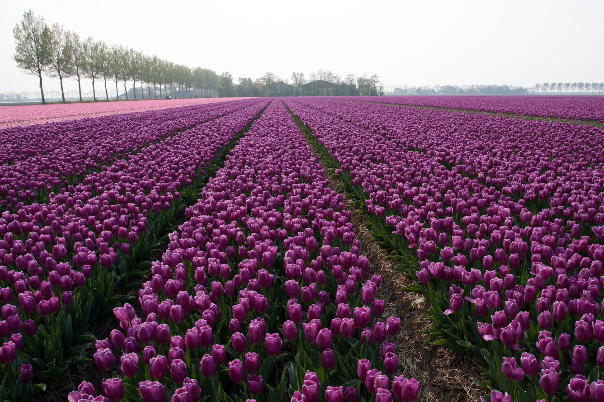 Tulpen in de Noordoostpolder