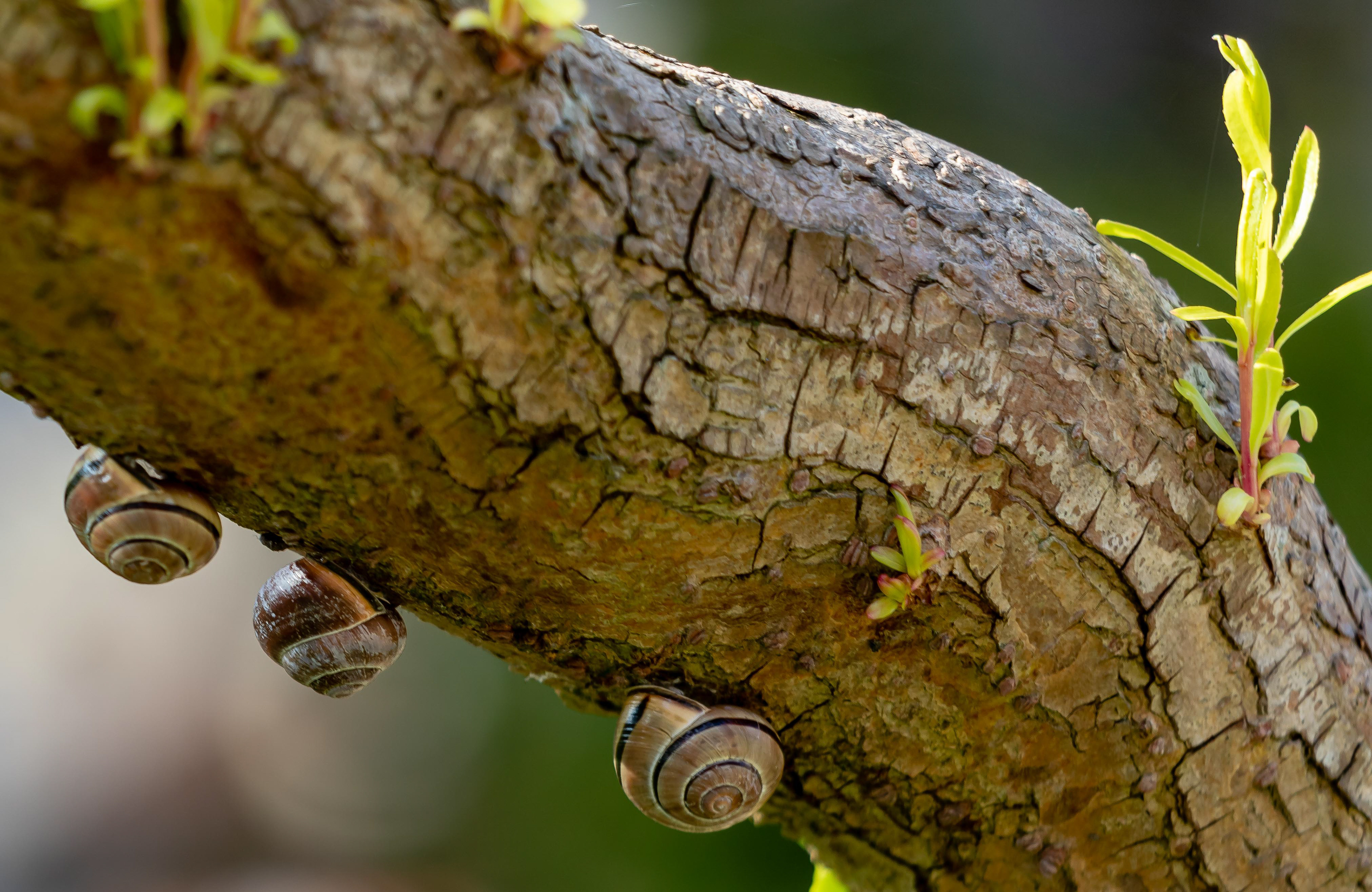 Huisje, Boompje, Beestje...