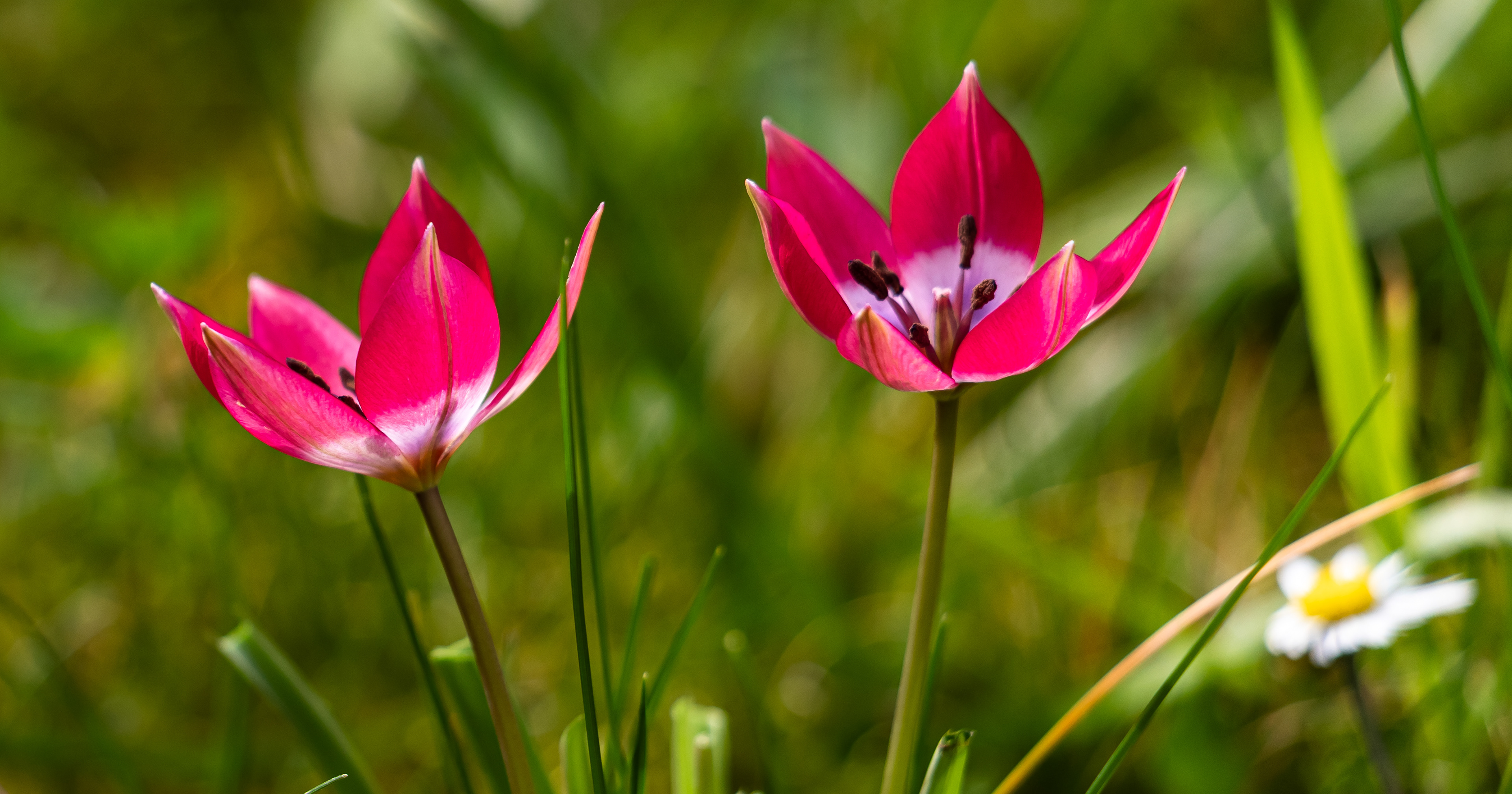 Botanische tulp