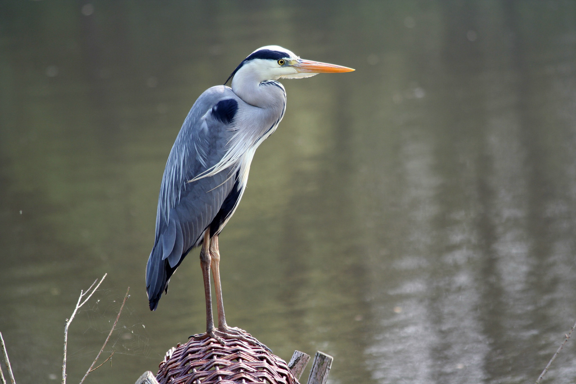 Blauwe Reiger Westerpark, Zoetermeer