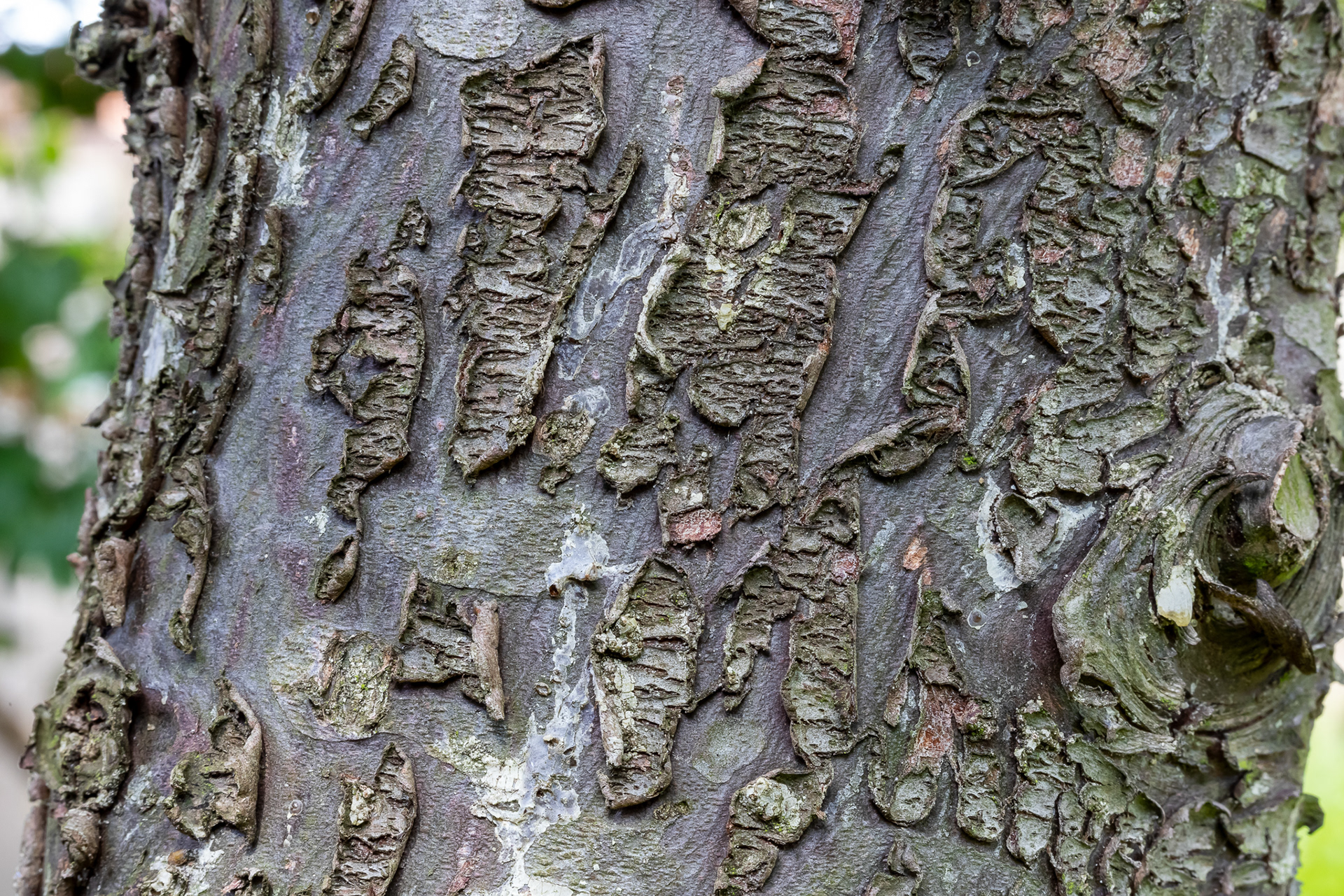 Bast van de cipres (macro)