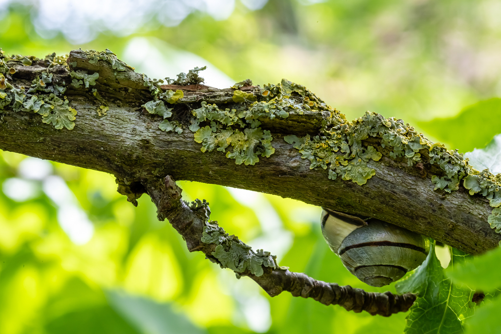 Tak van de Amberboom met korstmos en slak