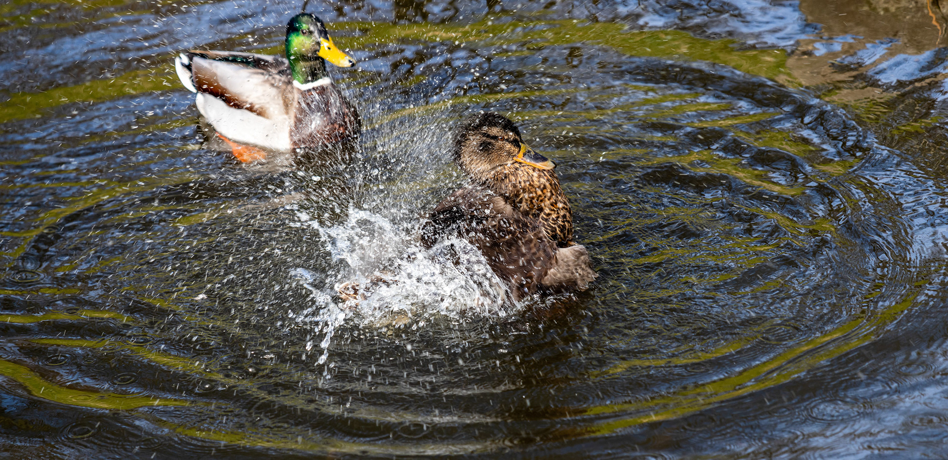 Westerpark, Zoetermeer