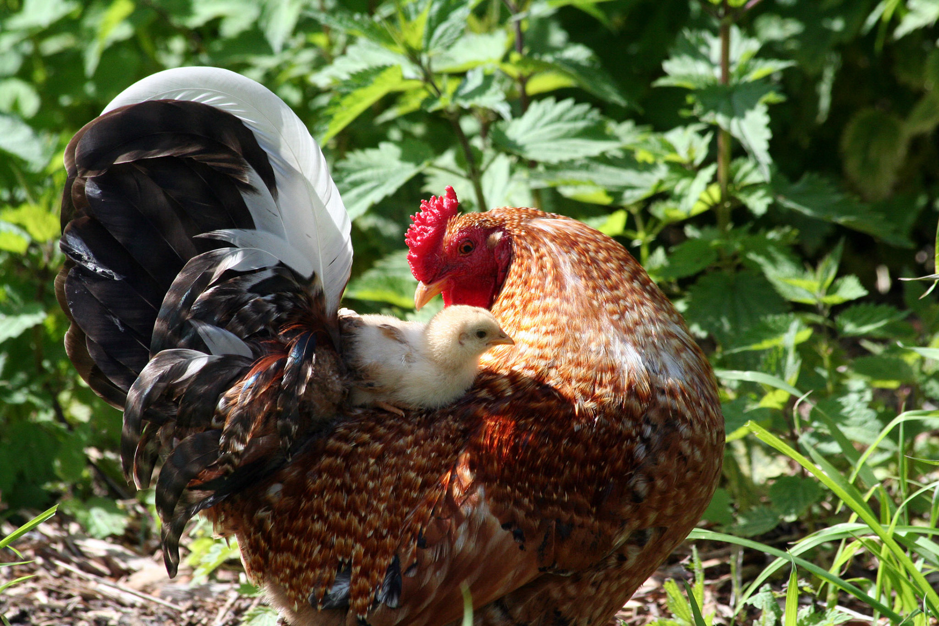 Prielenbos, Zoetermeer