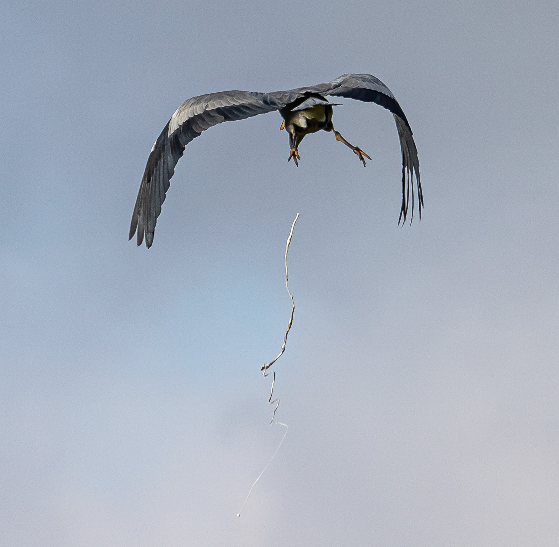 Reiger aan het "lossen"..... Bentwoud