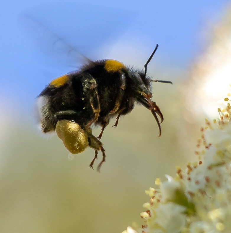 Hommel met klompje "goud" 