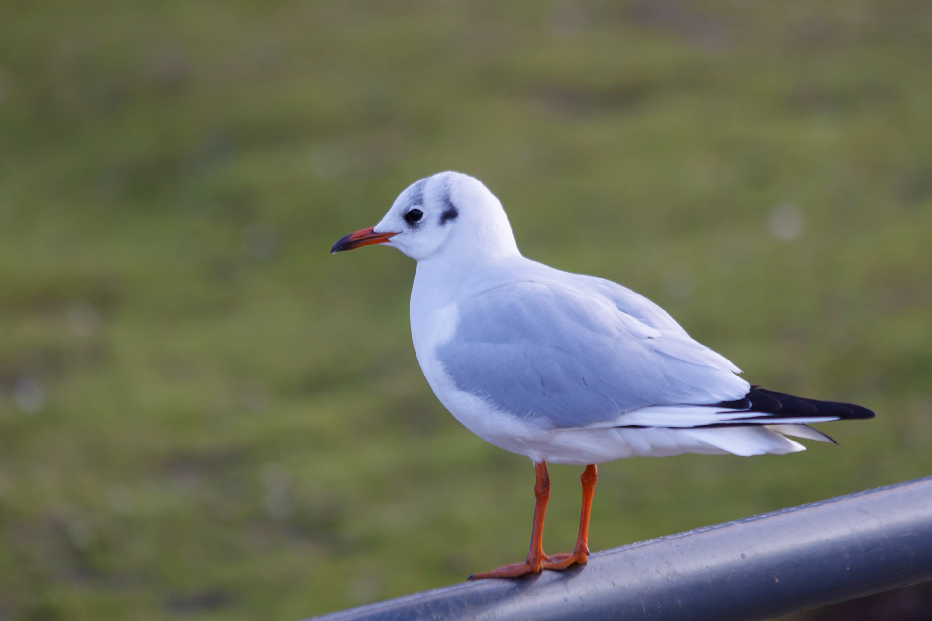 Kopmeeuw In Den Haag centrum