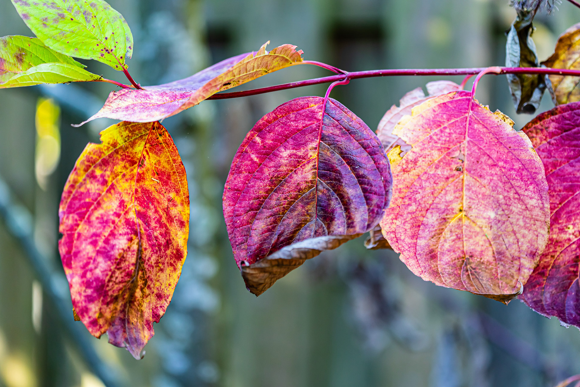 Herfst