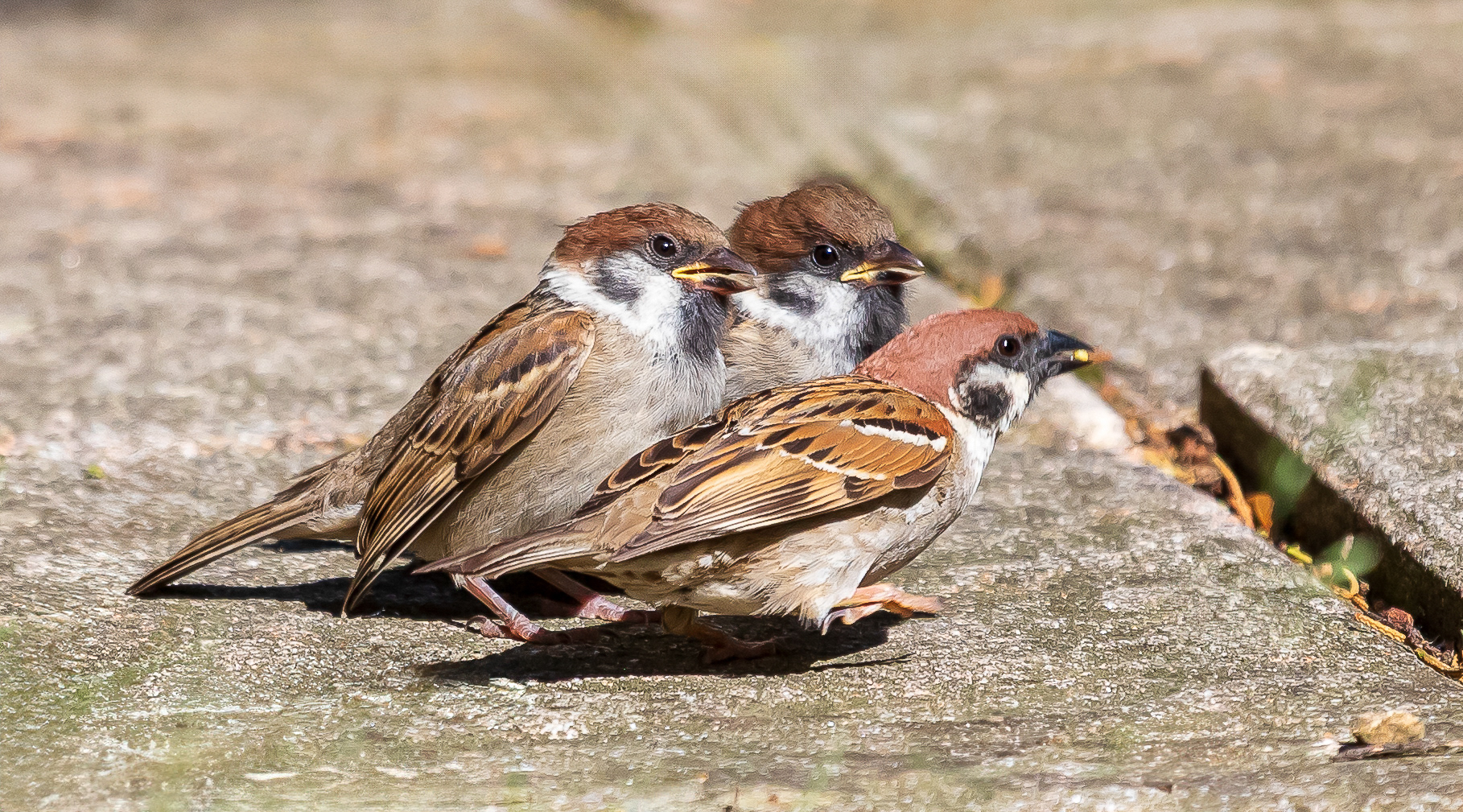 Moeder Ringmus voedt haar keuters