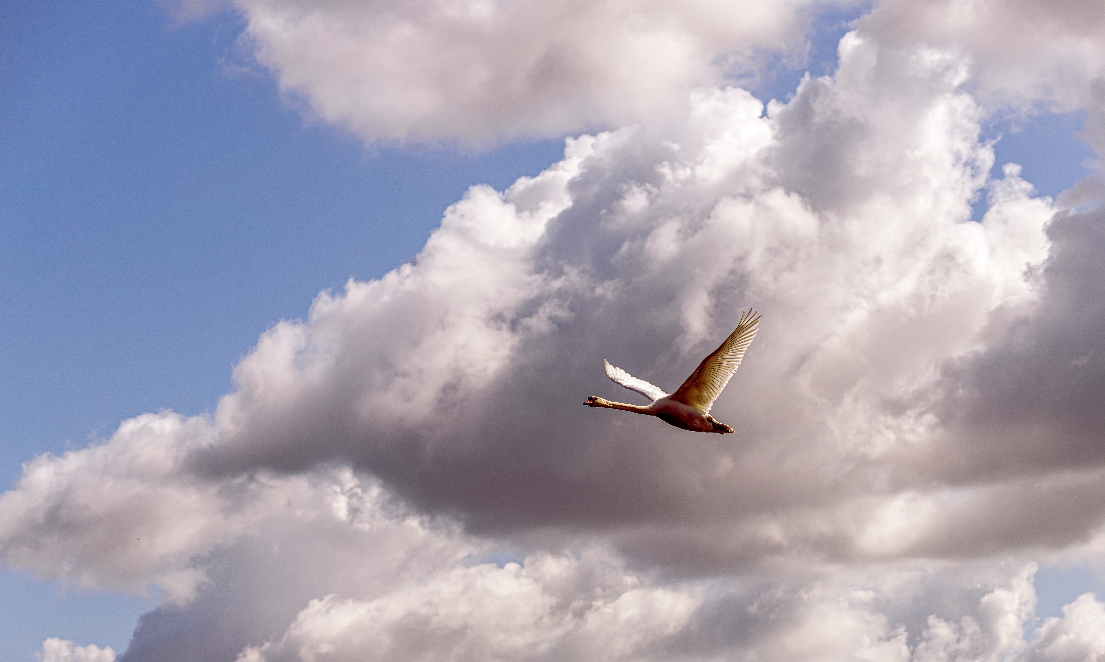 Bentwoud, Zoetermeer