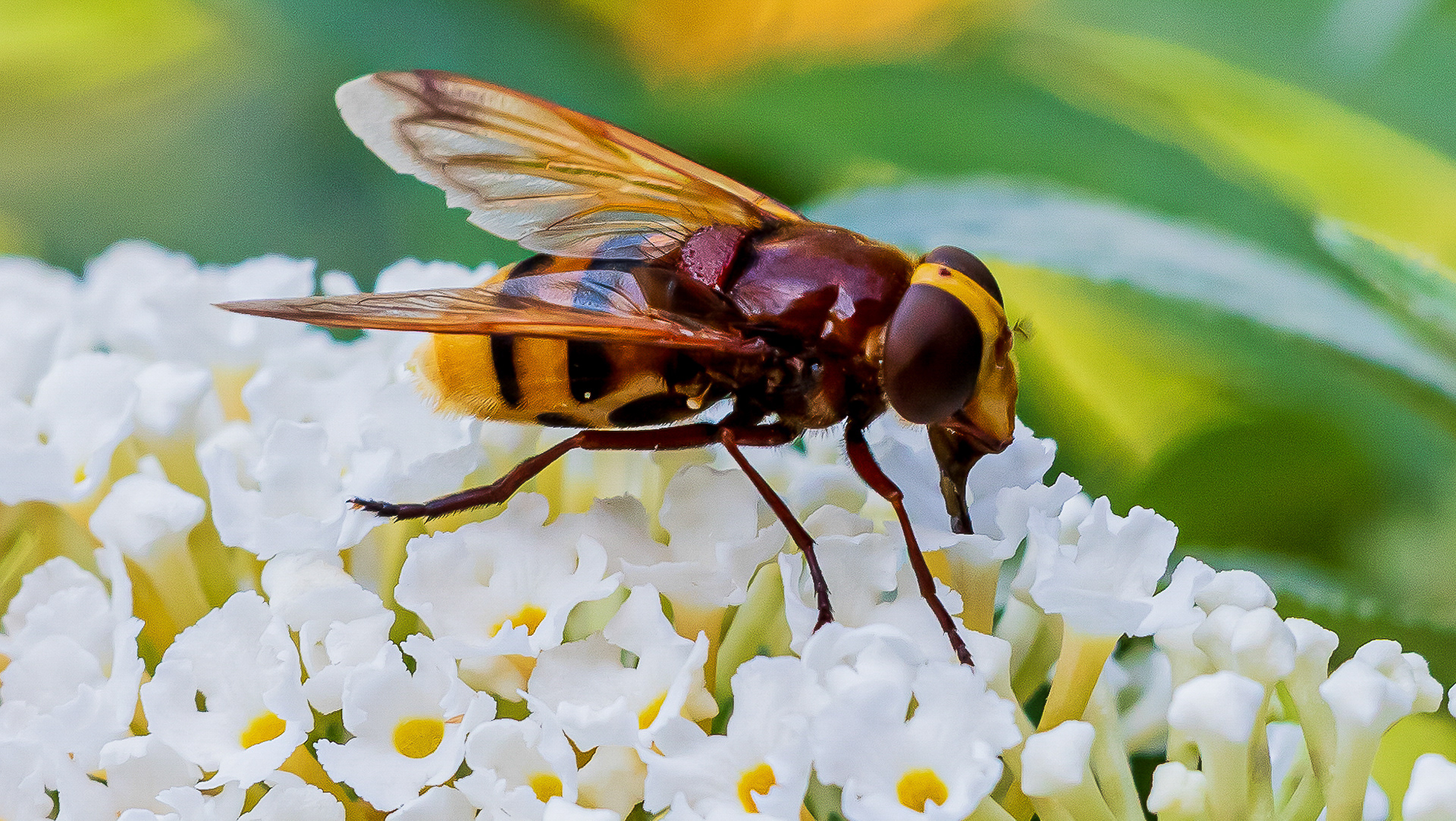 Stadsreus (zweefvlieg)