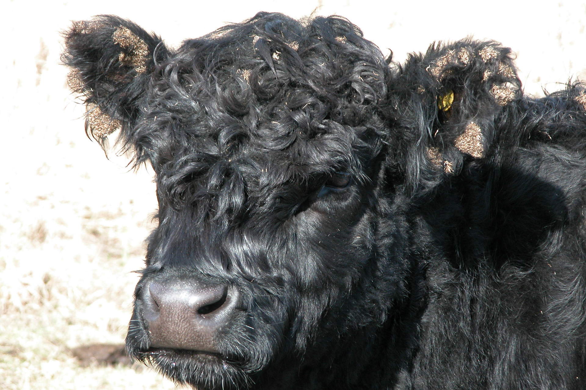 Buytenpark, Zoetermeer