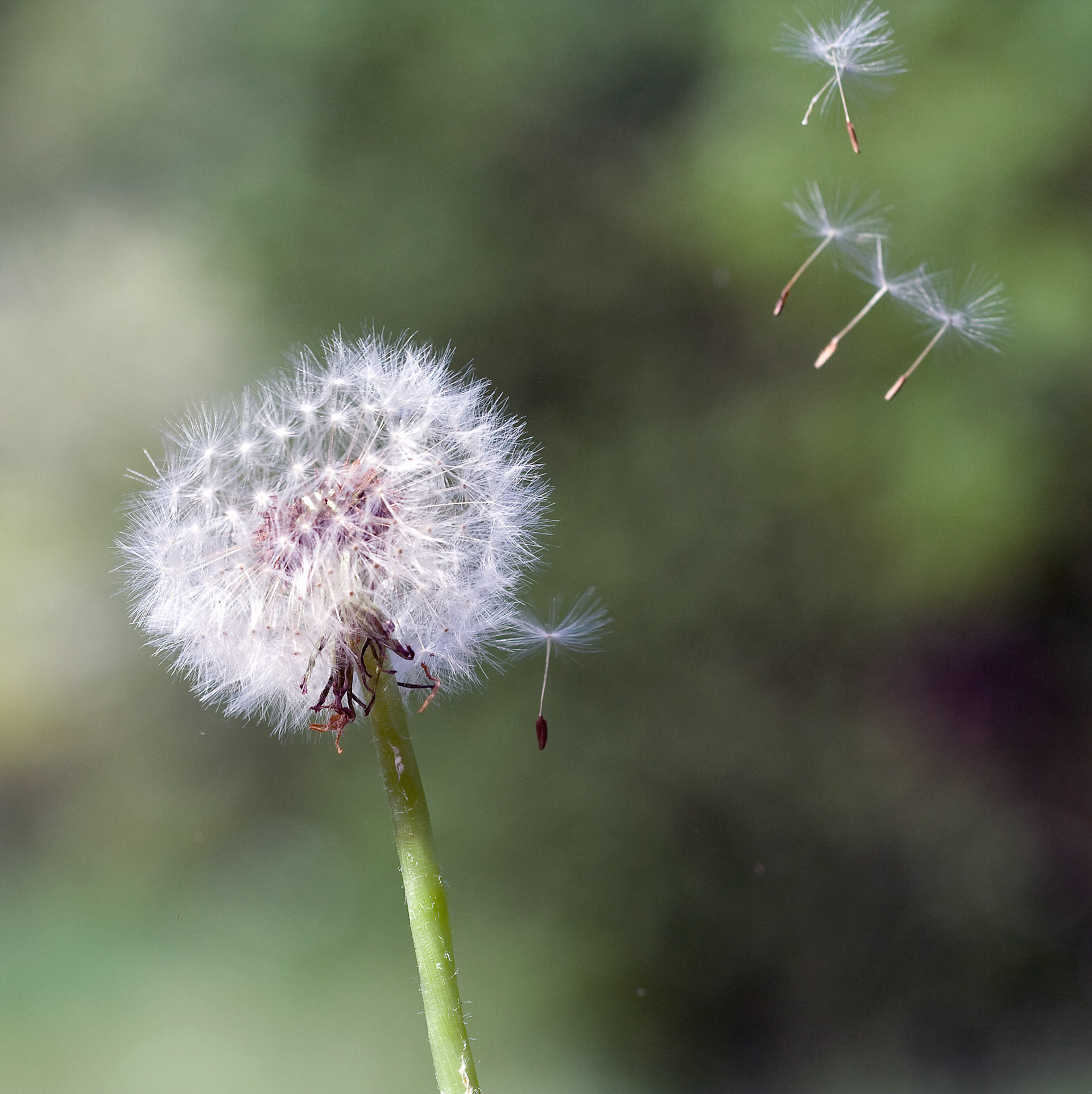 pluisje blazen....Westerpark Zoetermeer