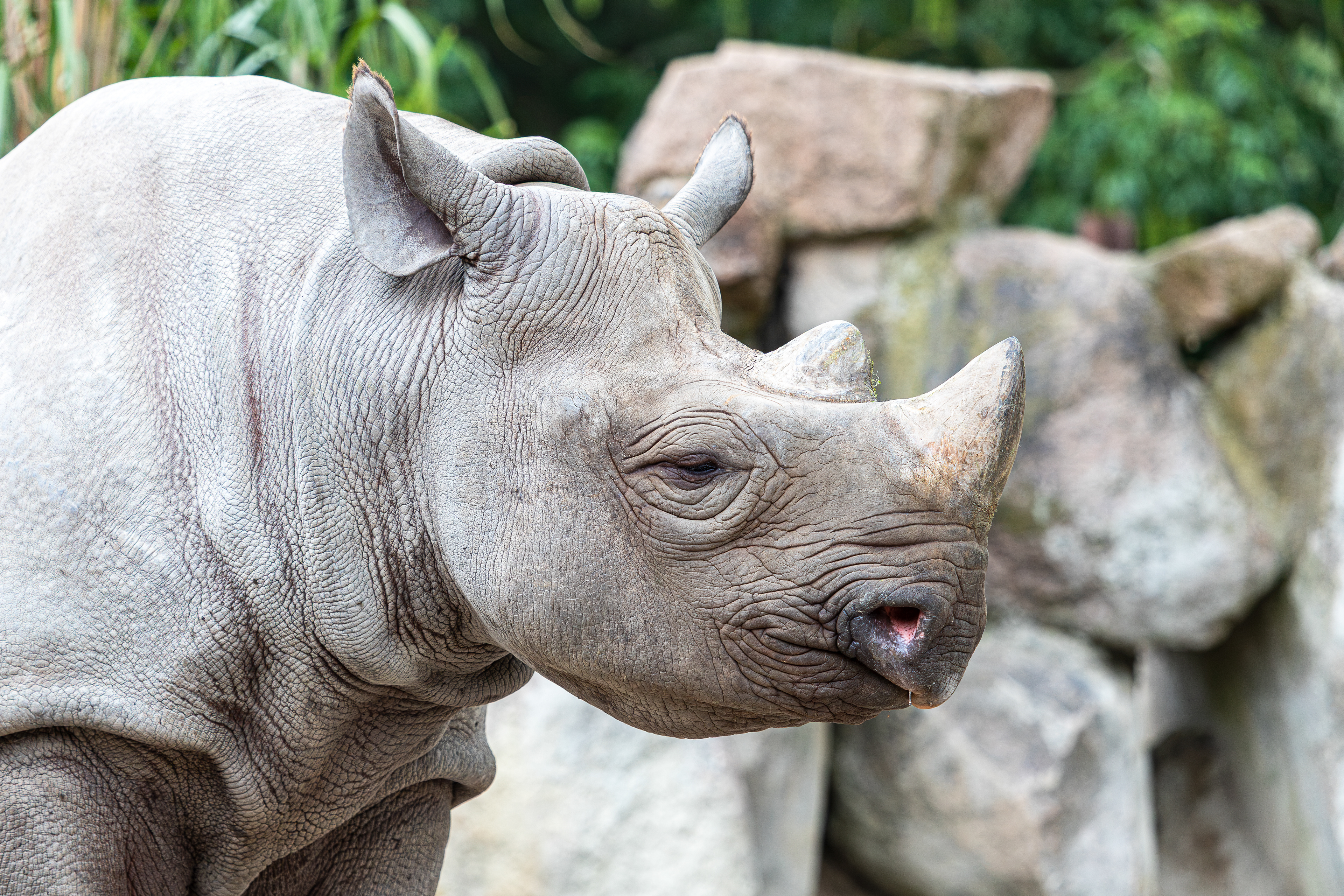 Oostelijke zwarte neushoorn (puntlipneushoorn) Diergaarde Blijdorp