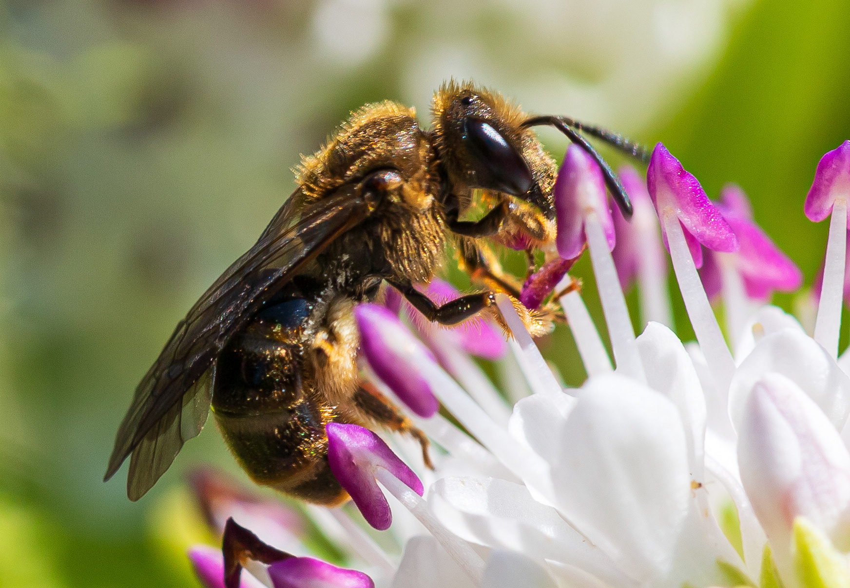 op zoek naar stuifmeel