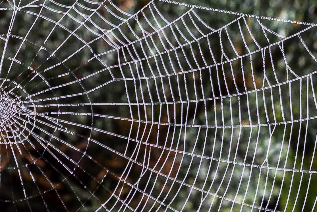 Op een mistige ochtend in onze tuin