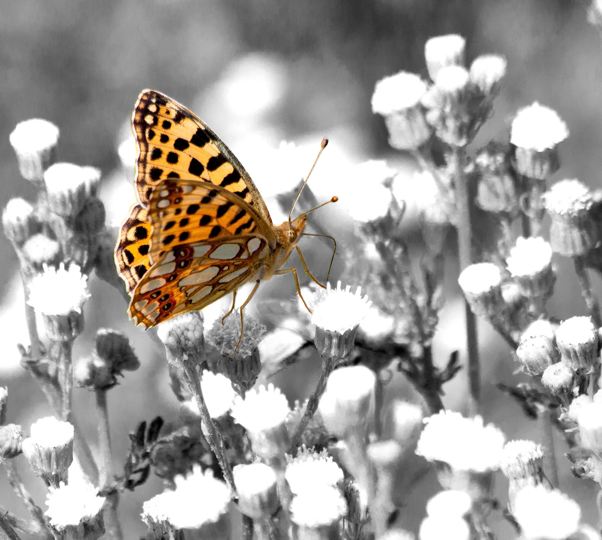 Parelmoervlinder Amsterdamse Waterleiding duinen