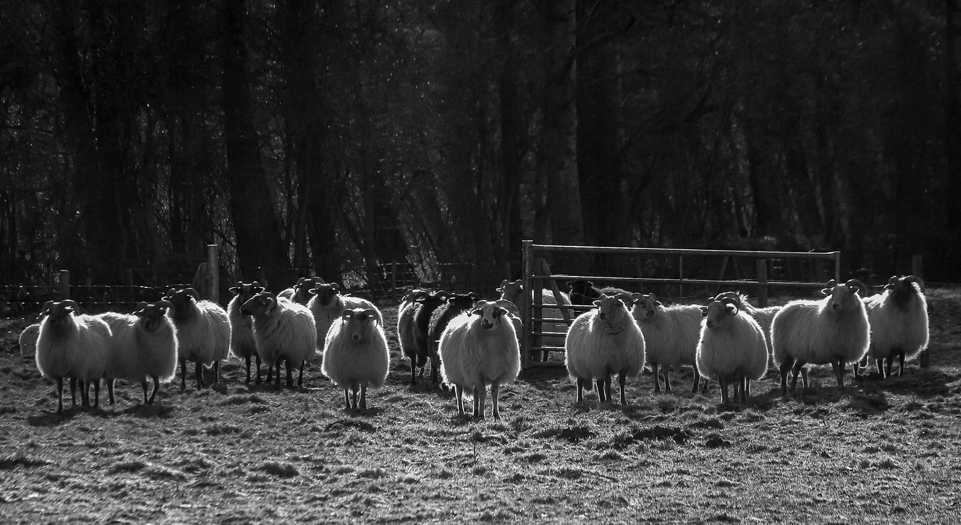 Westerpark, Zoetermeer