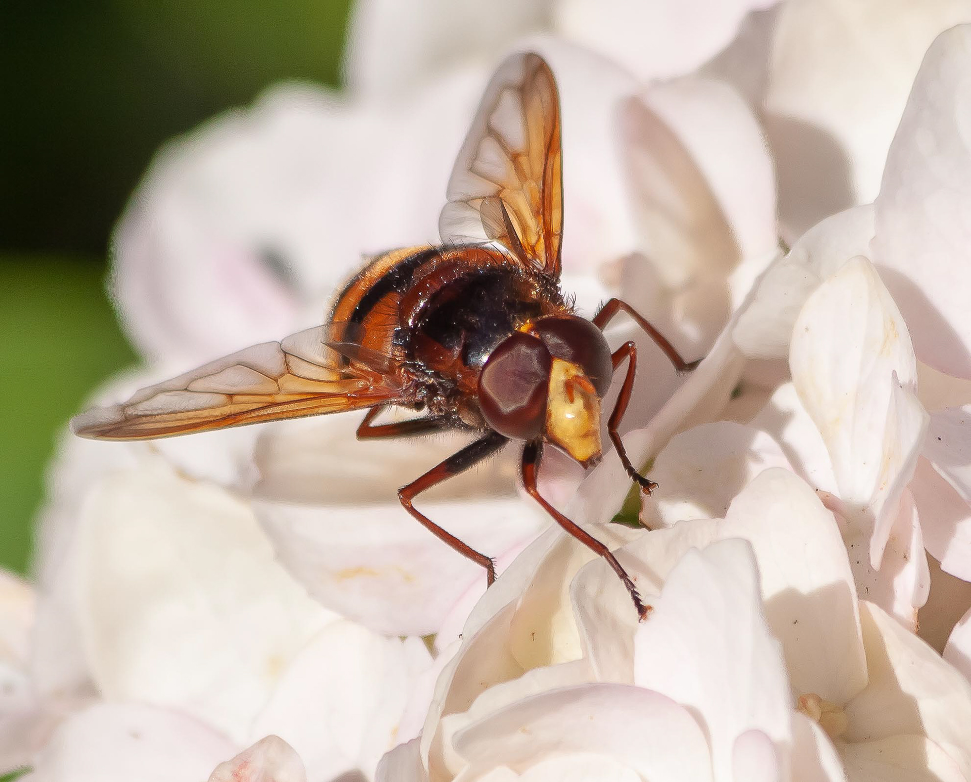 Stadsreus (zweefvlieg)