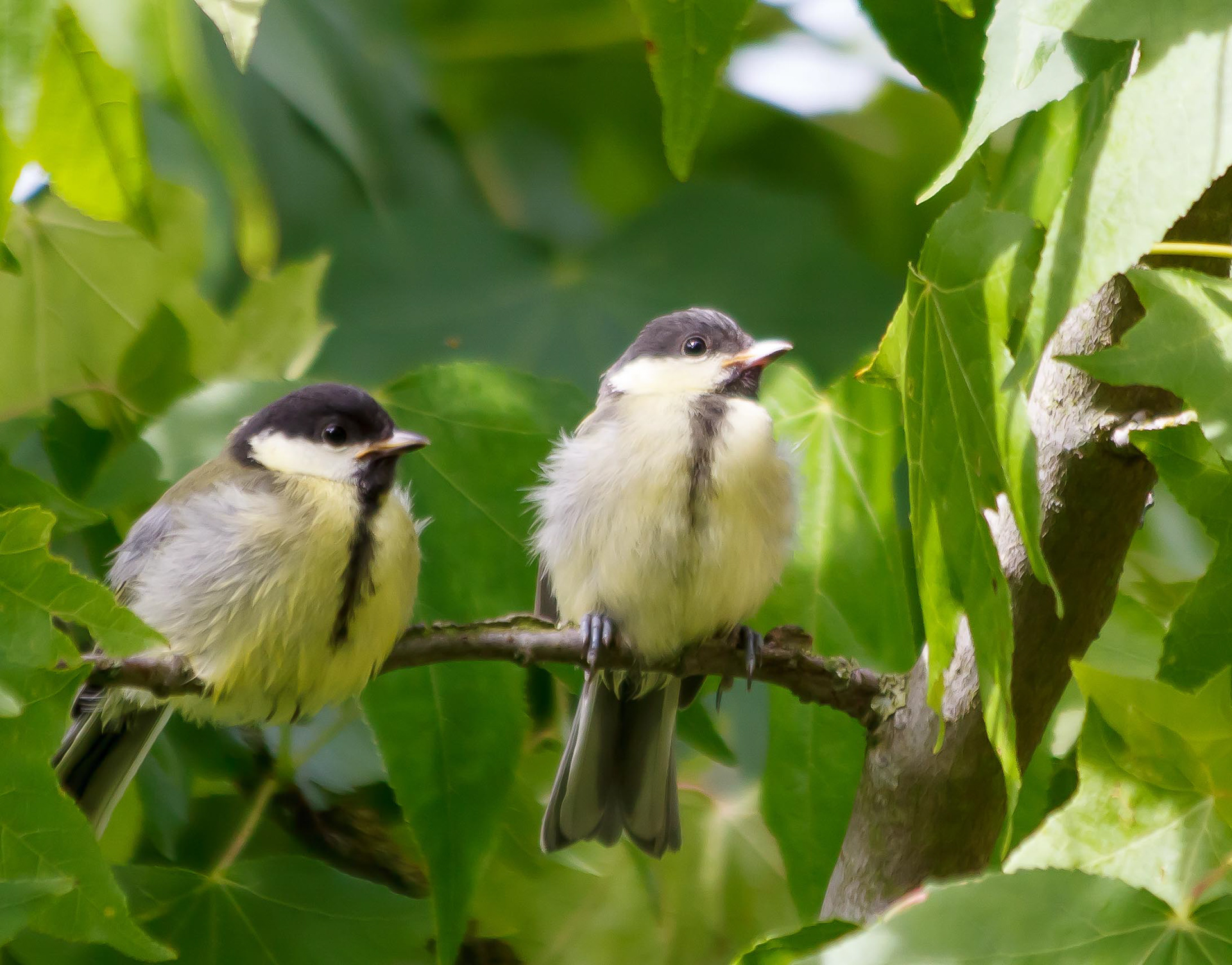 Koolmezen in de amberboom