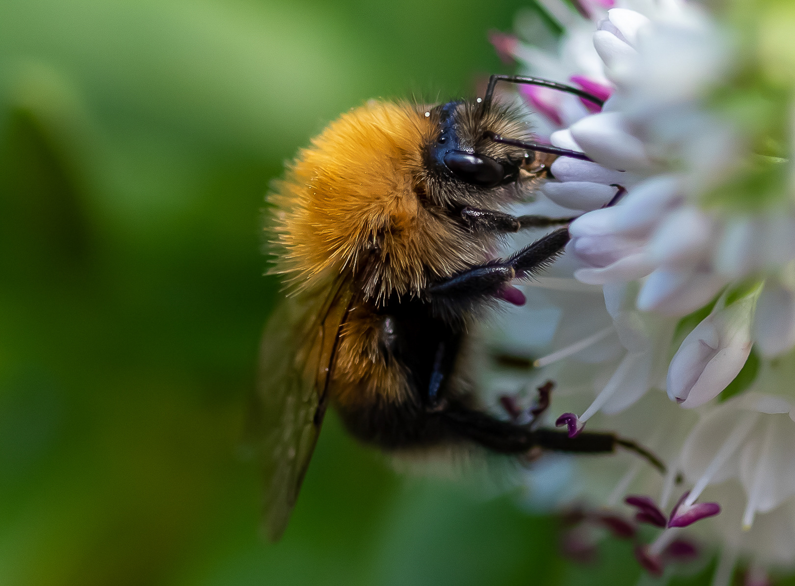 Hommel op zoek naar nectar