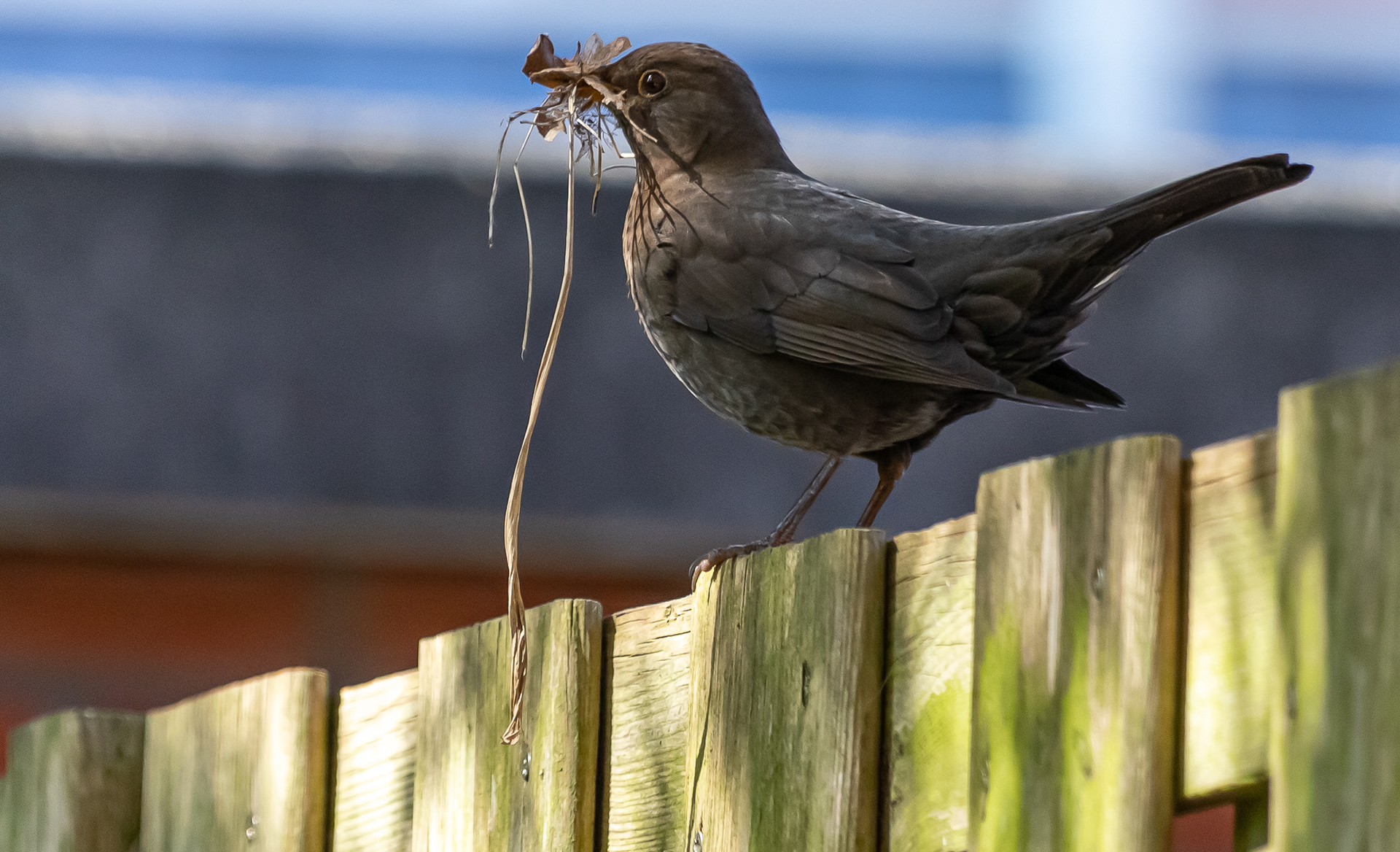 Nu een warm nestje maken .... 