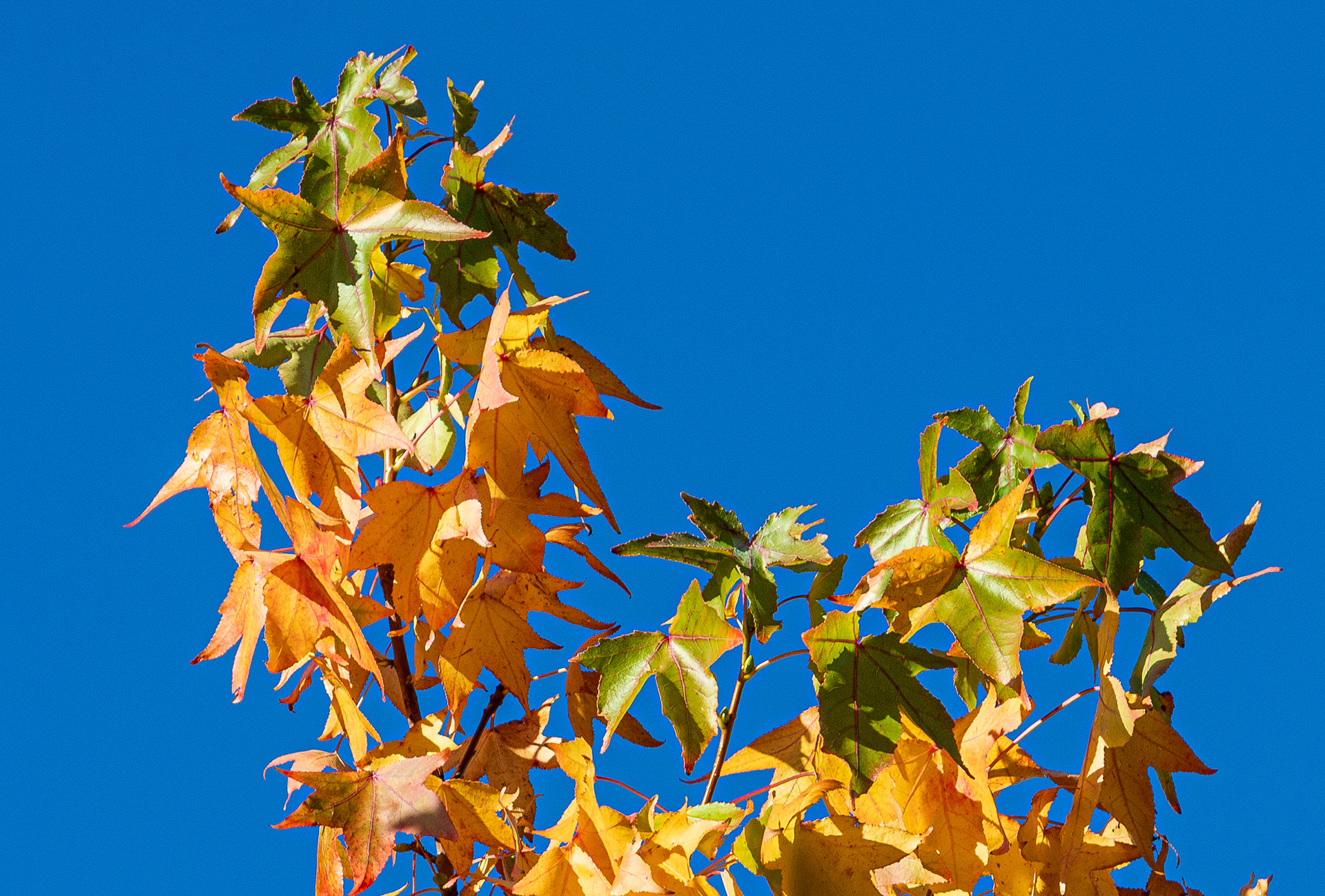 Amberboom in herfstkleuren