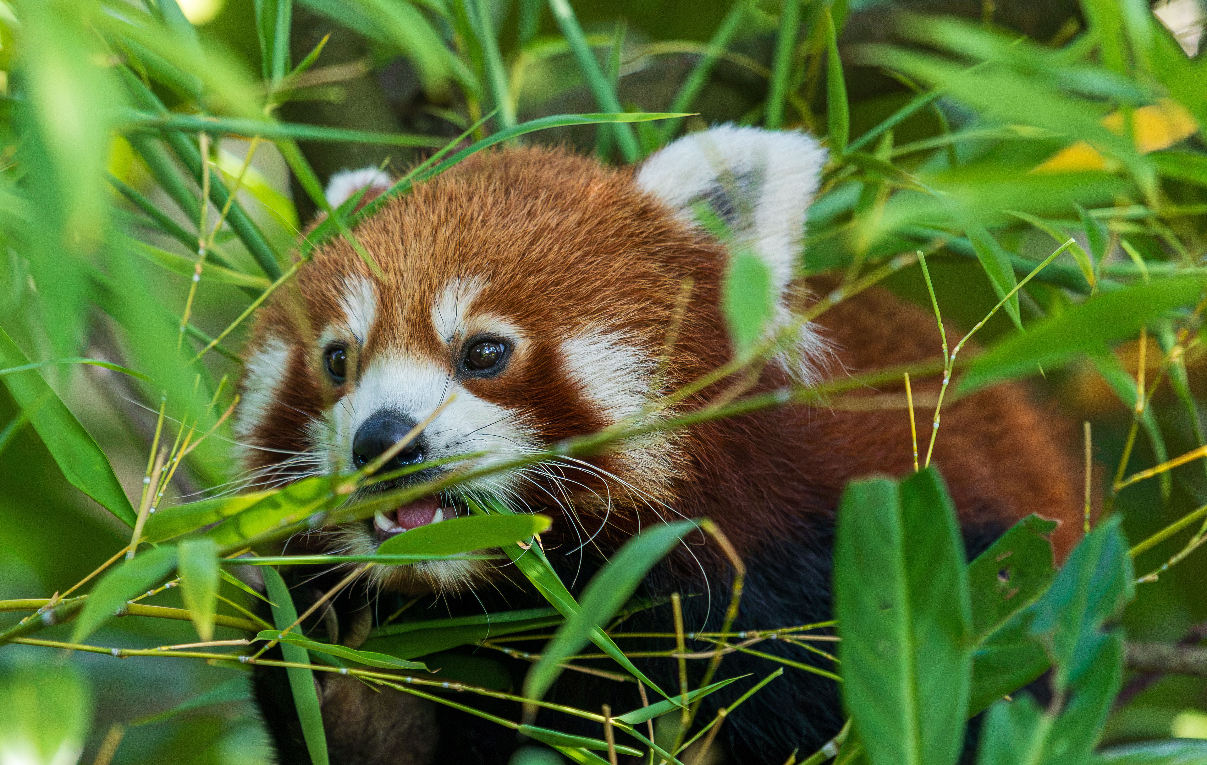 Rode panda Diergaarde Blijdorp