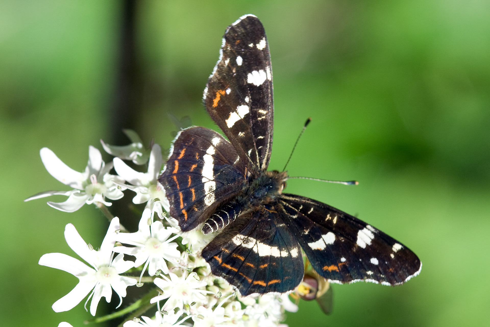 Landkaartje Westerpark Zoetermeer