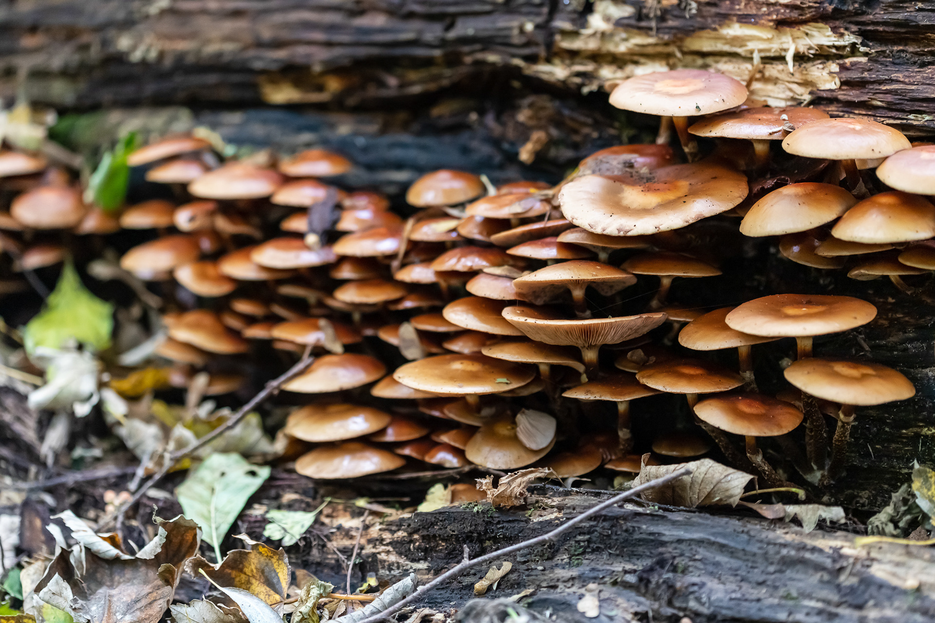 Westerpark, Zoetermeer