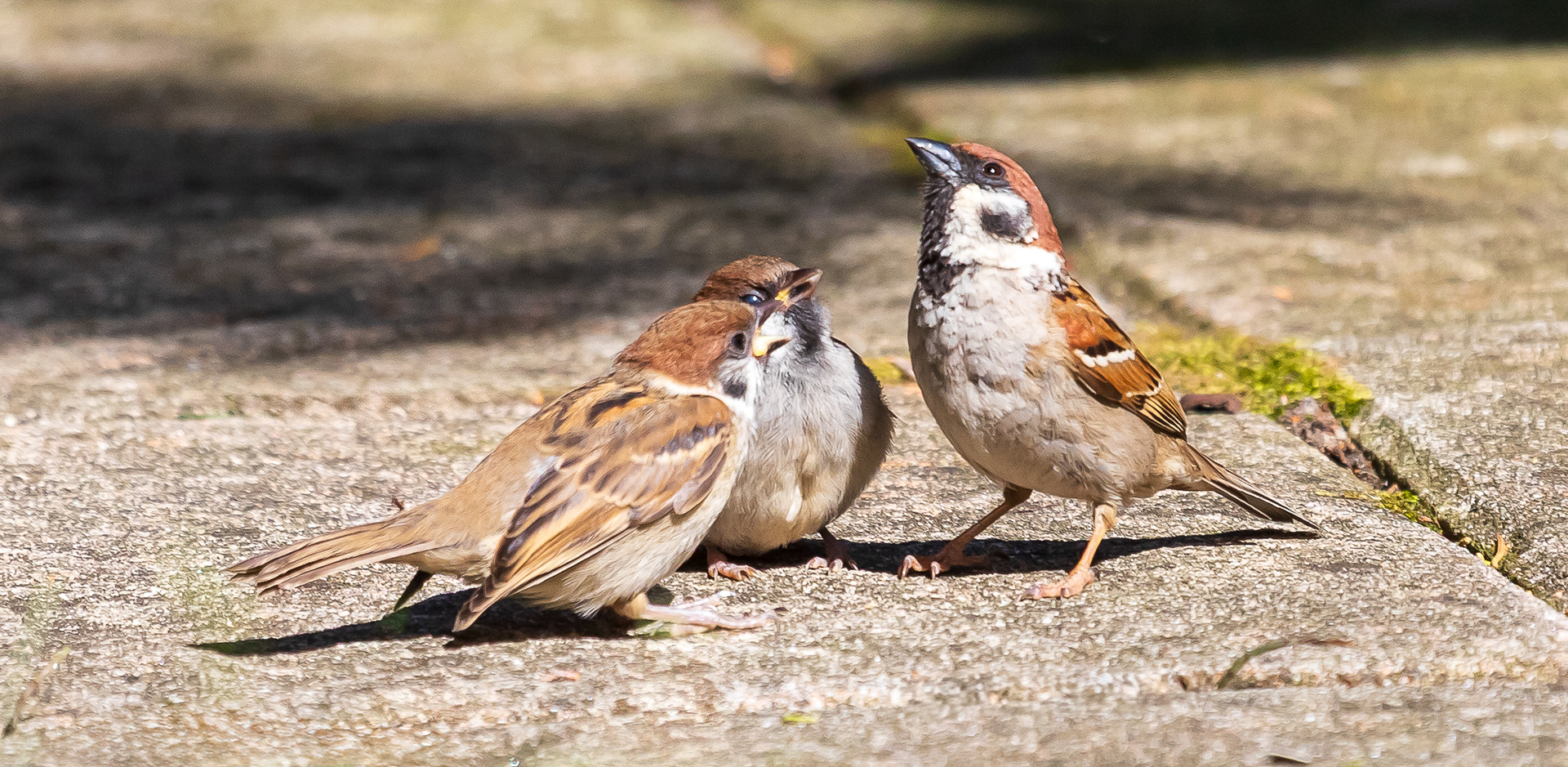 Moeder Ringmus voedt haar keuters