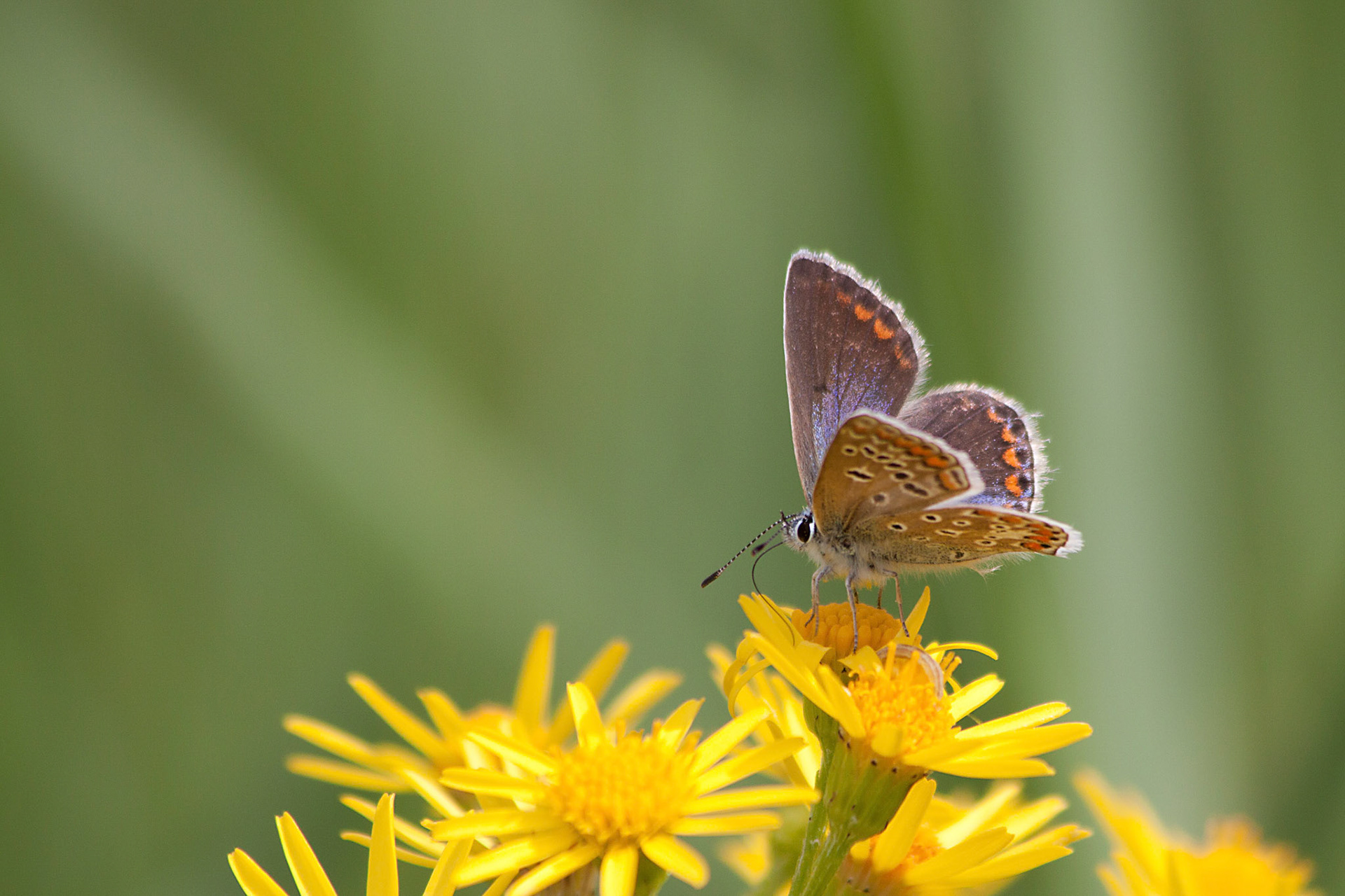 Icarusblauwtje in Westerpark Zoetermeer