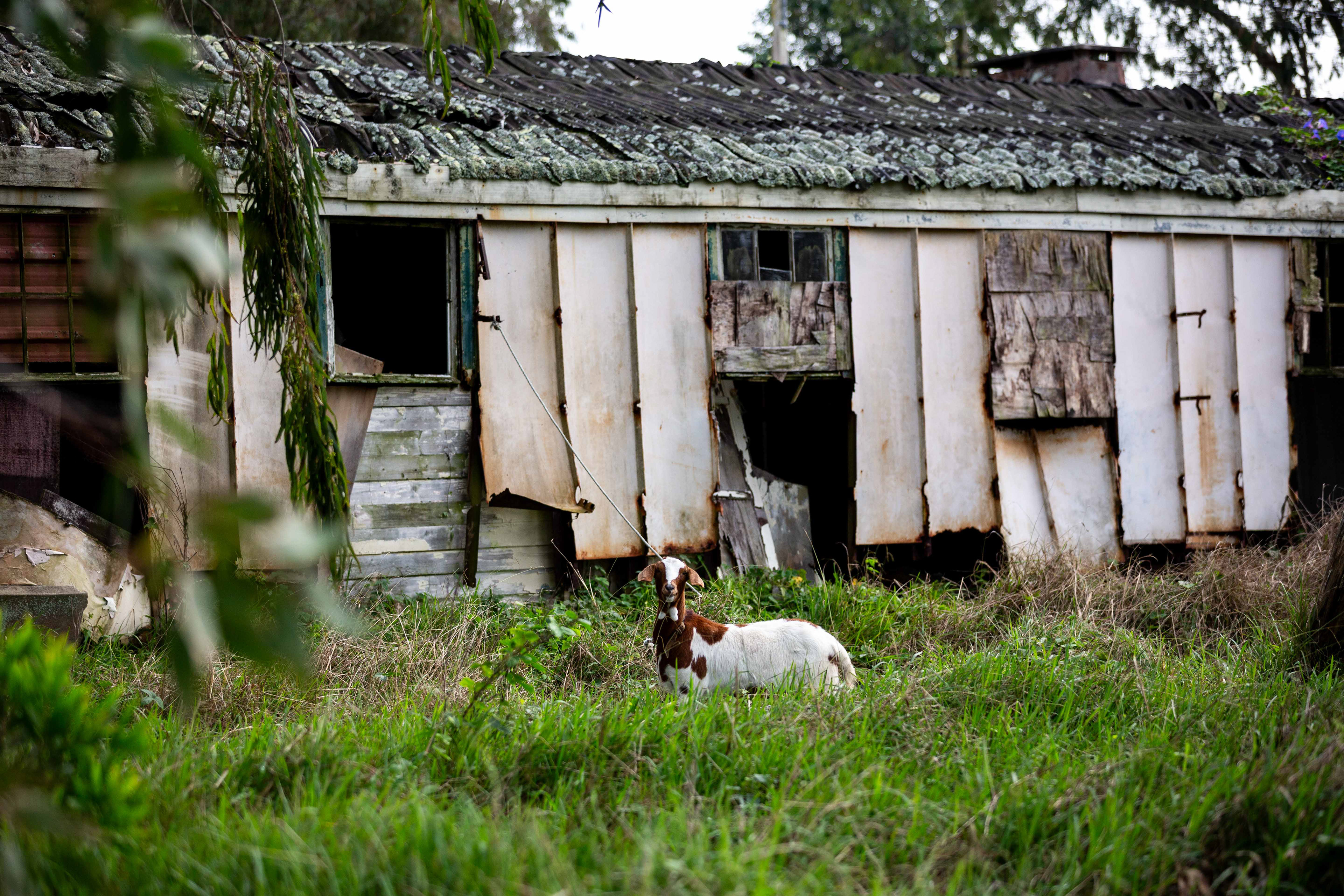 Bairro de São Lourenço, junto ao Aeroporto de Santa Maria. Vila do Porto, 11 Dezembro 2023 ©Hugo Moreira