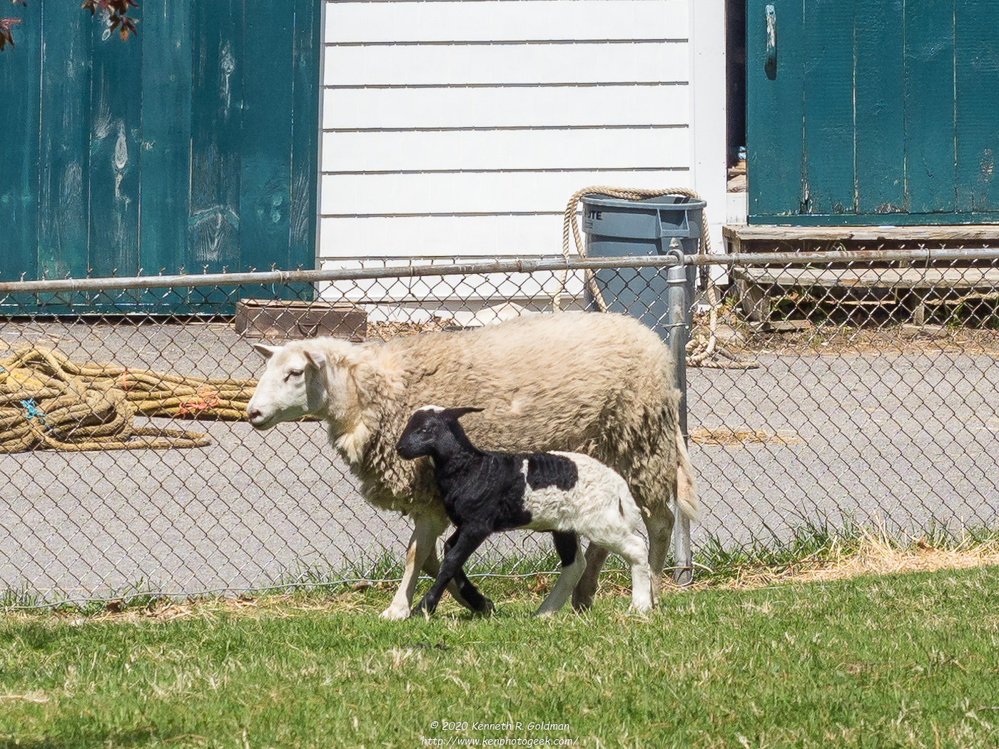 While farm animals are not, strictly speaking, "nature", how neat is it that we have a small farm with three baby lambs in Portsmouth?