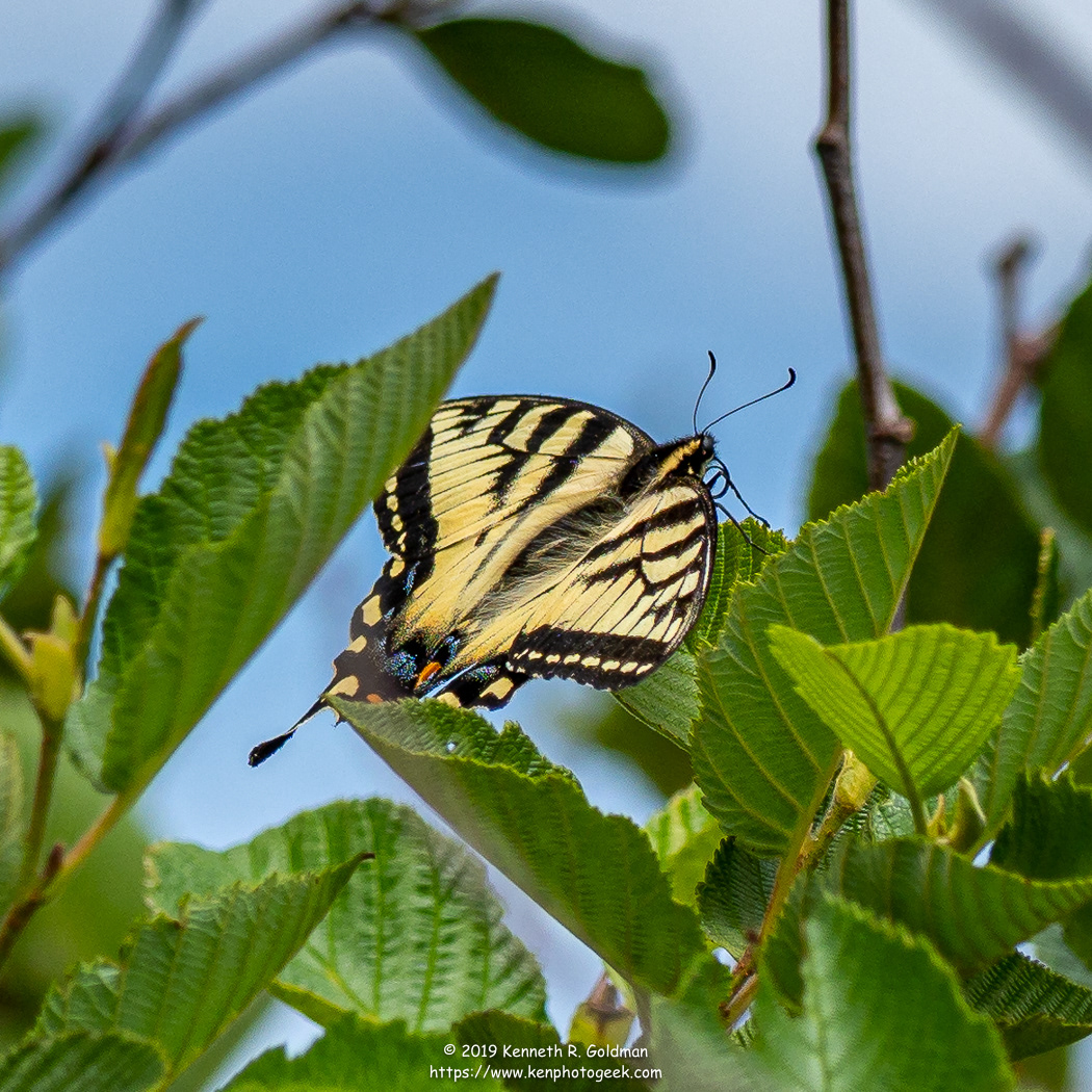 Butterfly, Grand Manan