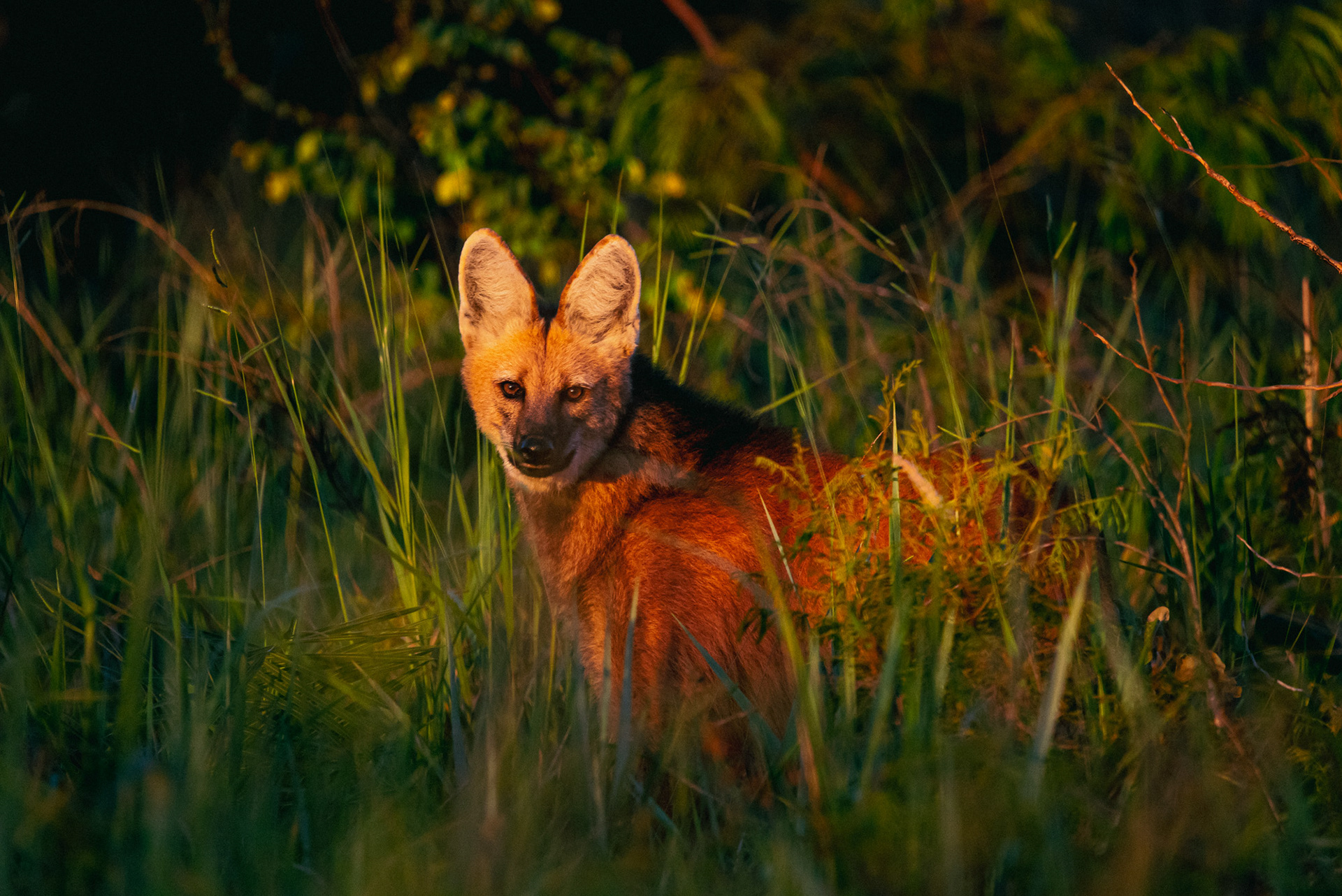 Lobo guará - Parque Nacional das Emas