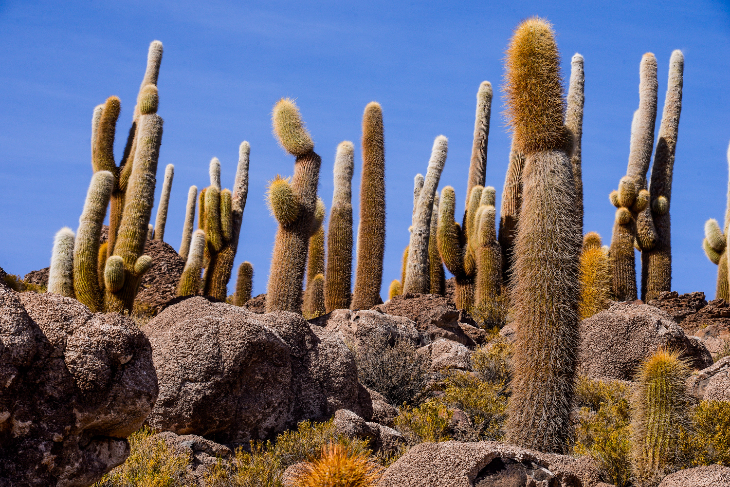 Cactos Gigantes 01