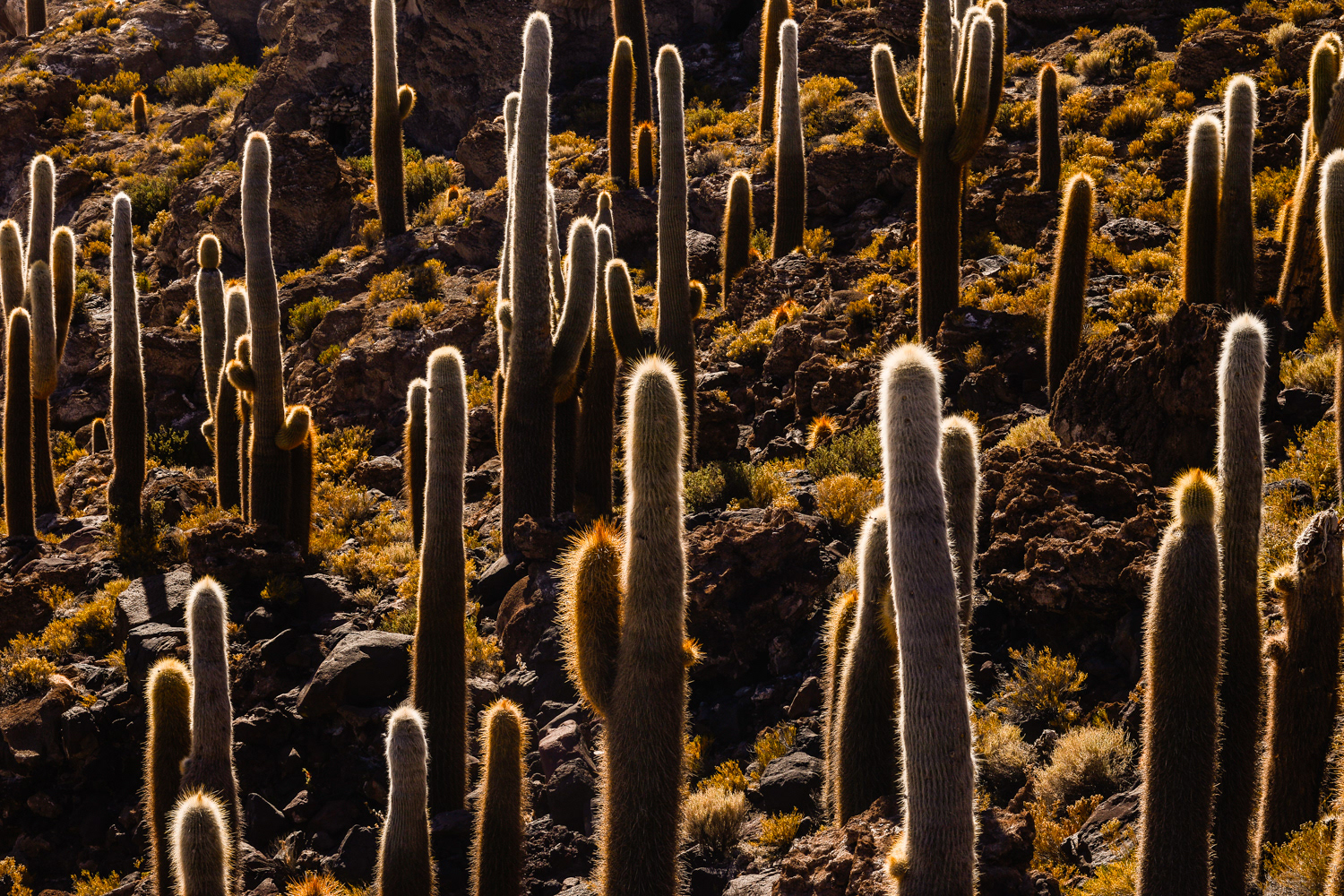Cactos Gigantes 02