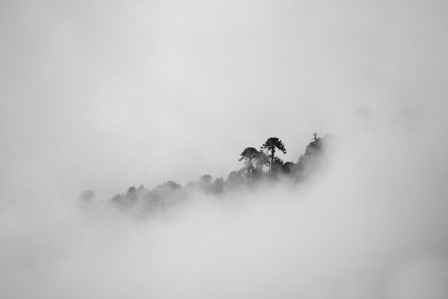 Araucárias na Névoa