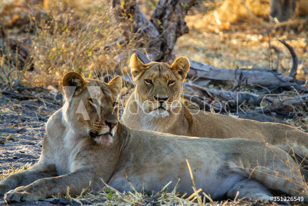 wildlife photo of lionesses resting in shade
