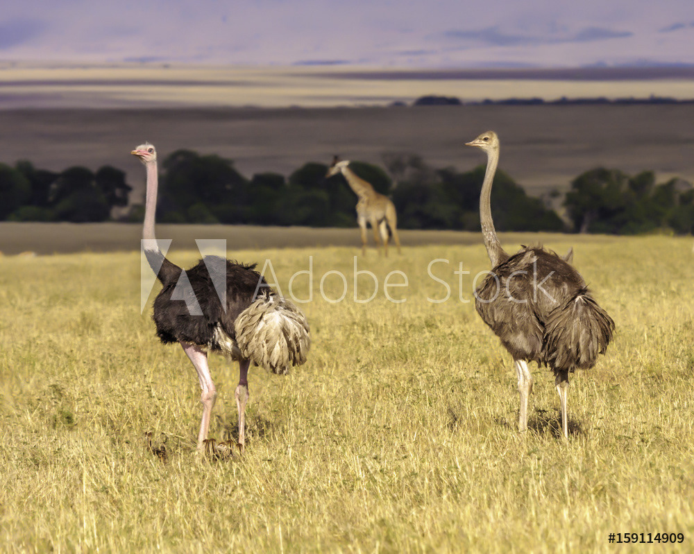 Ostrich Couple and a Giraffe