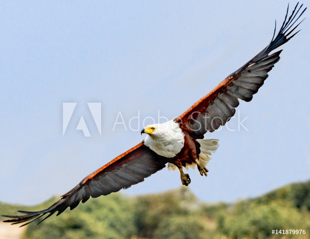 African Fish Eagle	