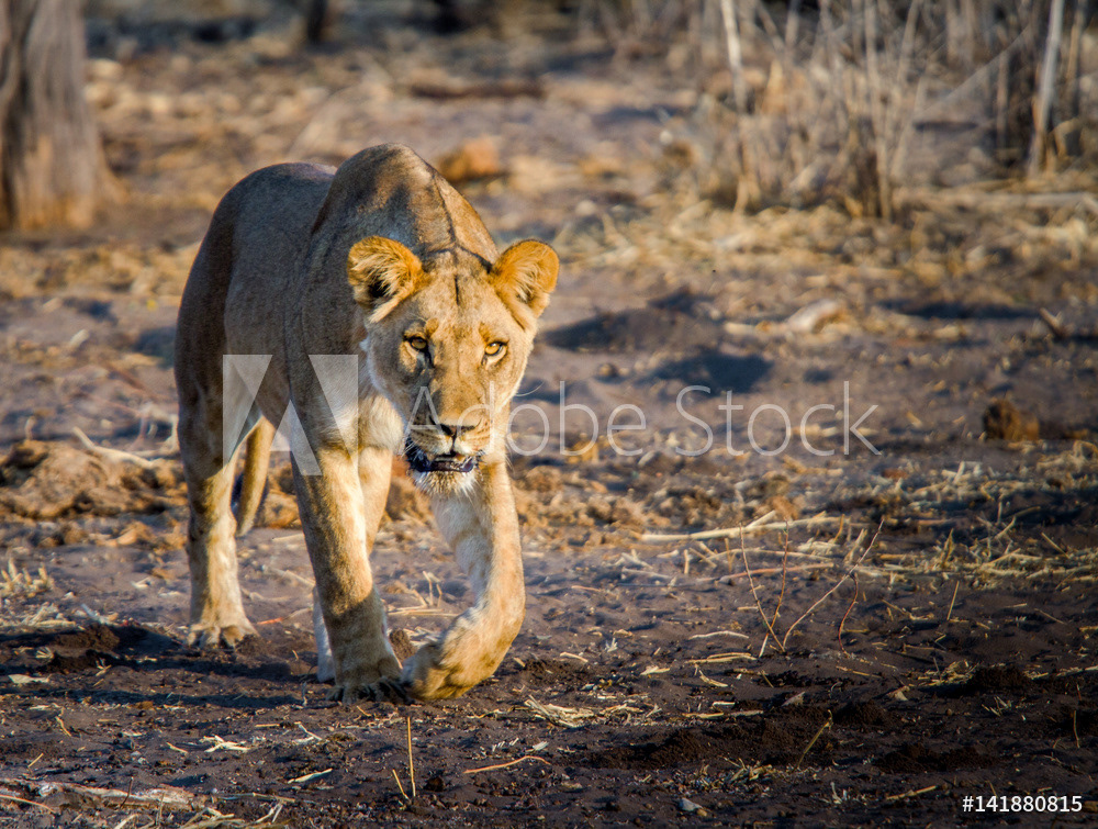Prowling Lion at Sundown	