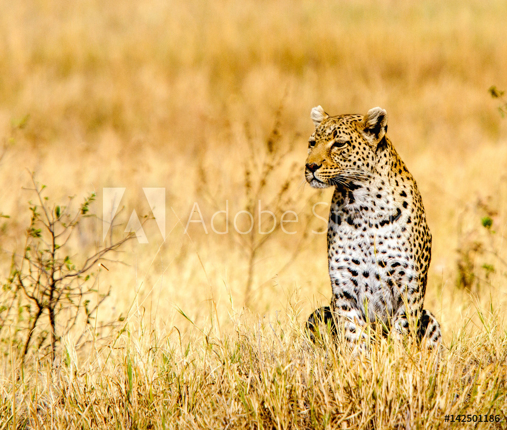 Leopard on the Lookout	